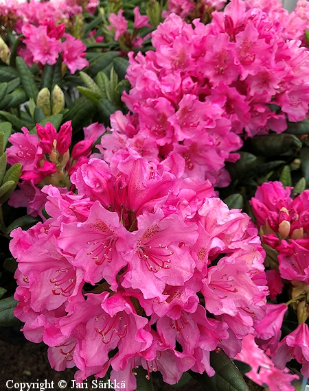 Rhododendron Tigerstedtii-Ryhmä'Haaga'